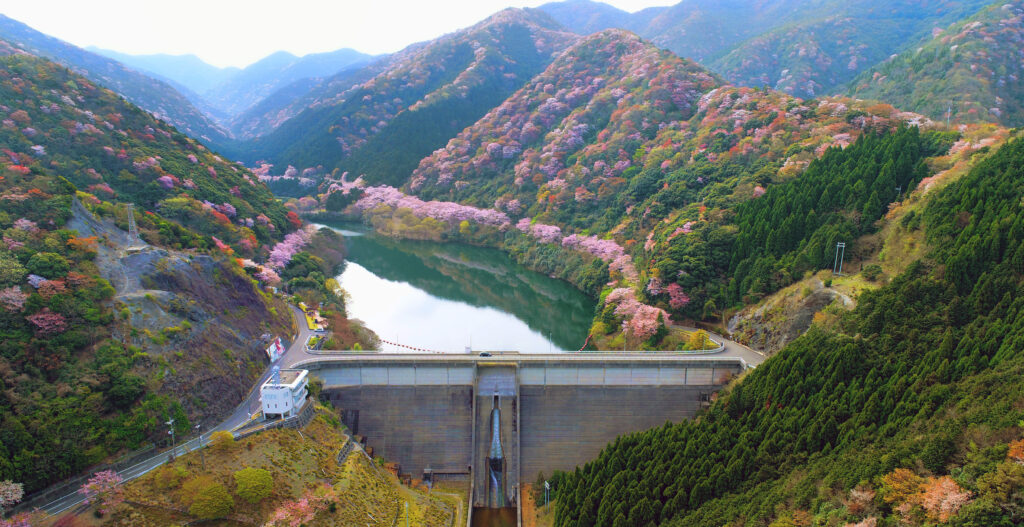 【花見おすすめスポット】淡路島桜の名所2023 | 淡路島おすすめ観光サイト KAMIAWA（カミアワ）